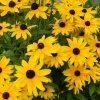 Roots Plants Perennials Rudbeckia Sunbeckia Maya | 5L Pot 1 Roots Plants Perennials Rudbeckia Sunbeckia Maya | 5L Pot