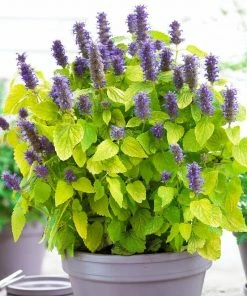 Roots Plants Perennials Agastache 'Little Adder'