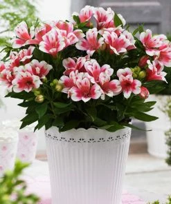 Roots Plants Alstroemeria 'Inticancha Maya' Perennials