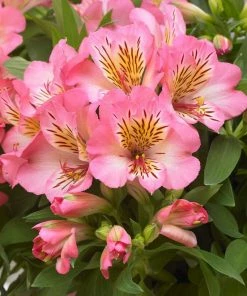 Roots Plants Perennials Alstroemeria 'Inticancha Sunshine'