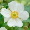 Roots Plants Anemone 'Elfin Swan' Perennials 2 Roots Plants Anemone 'Elfin Swan' Perennials
