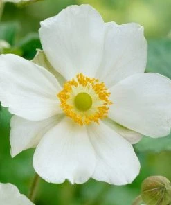 Roots Plants Anemone 'Elfin Swan' Perennials