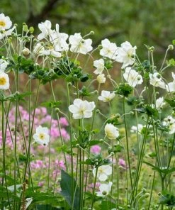 Roots Plants Anemone 'Elfin Swan' Perennials