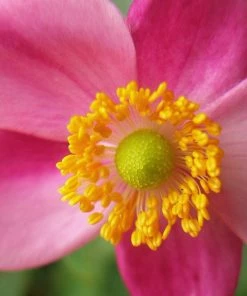 Roots Plants Perennials Anemone 'Lady Diana'