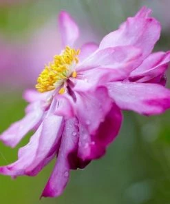 Roots Plants Anemone 'Lady Julia' Perennials