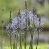 Roots Plants Perennials Camassia 'Caerulea' 2 Roots Plants Perennials Camassia 'Caerulea'