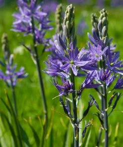 Roots Plants Perennials Camassia 'Caerulea'