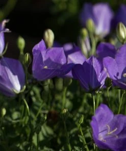 Roots Plants Campanula 'Pristar Deep Blue' Perennials