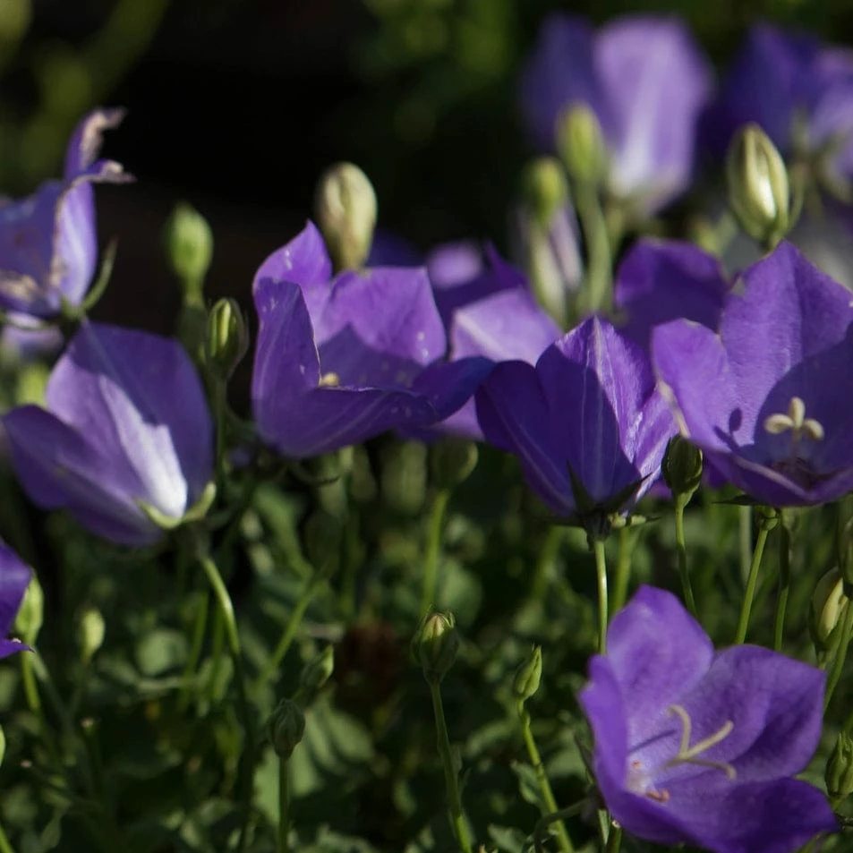 Roots Plants Campanula 'Pristar Deep Blue' Perennials 4 Roots Plants Campanula 'Pristar Deep Blue' Perennials