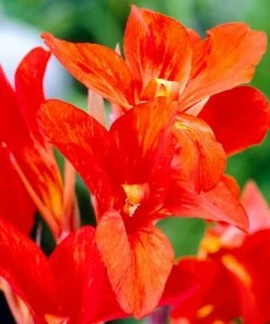 Roots Plants Canna 'Cannova Bronze Orange'