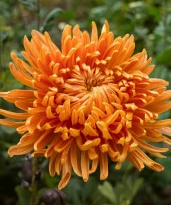 Roots Plants Perennials Chrysanthemum 'Allouise Orange'