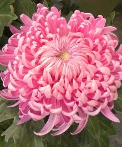 Roots Plants Chrysanthemum 'Allouise Pink' Perennials