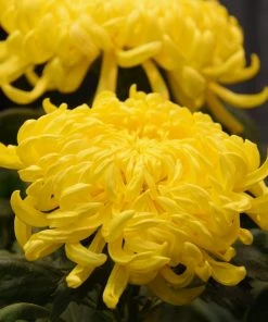 Roots Plants Chrysanthemum 'Allouise Yellow' Perennials 8 Roots Plants Chrysanthemum 'Allouise Yellow' Perennials