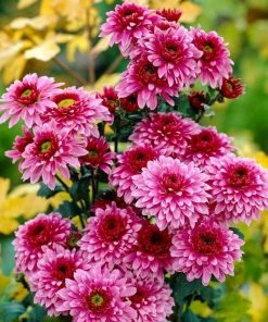 Roots Plants Perennials Chrysanthemum 'Beppie Purple'