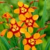 Roots Plants Perennials Crocosmia 'Emily McKenzie'