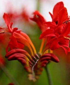 Roots Plants Crocosmia'Fire King' Perennials