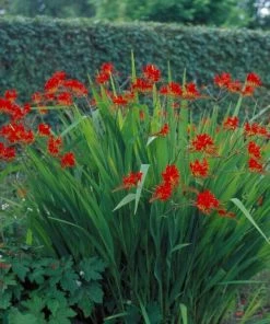 Roots Plants Crocosmia 'Fire King' Perennials