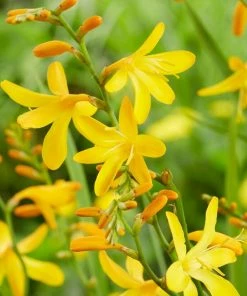 Roots Plants Crocosmia 'George Davison' Perennials