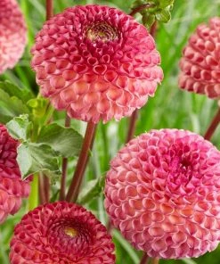 Roots Plants Dahlia 'Burlesca'