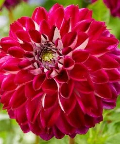 Roots Plants Dahlia 'Embassy' Dahlias