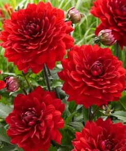 Roots Plants Dahlia 'Karma Amora' Dahlias 7 Roots Plants Dahlia 'Karma Amora' Dahlias