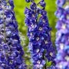 Roots Plants Delphinium 'Delgenius Glitzy' Perennials