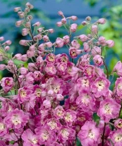 Roots Plants Perennials Delphinium 'elatum Strawberry Fair'