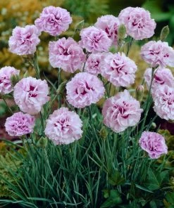 Roots Plants Dianthus 'Garden Pink Pink Ruffles'