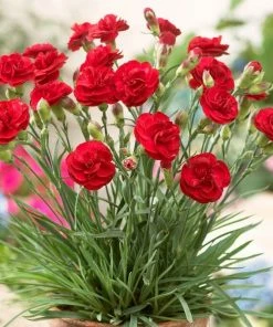 Roots Plants Perennials Dianthus 'Scented Passion'