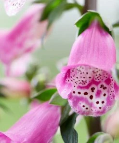 Roots Plants Foxglove 'Pink Panther' | Digitalis Perennials