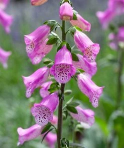 Roots Plants Foxglove 'Pink Panther' | Digitalis Perennials