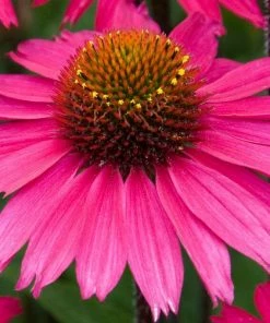 Roots Plants Echinacea 'Sensation Pink' Perennials