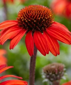 Roots Plants Echinacea 'Sunseekers Red' Perennials