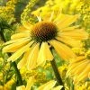 Roots Plants Echinacea 'Sunseekers Yellow' Perennials