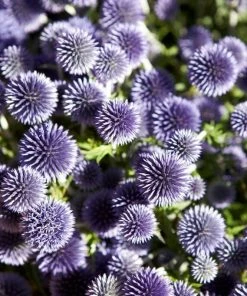 Roots Plants Perennials Echinops 'Ritro'