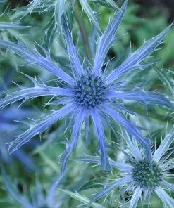 Roots Plants Eryngium 'Big Blue'
