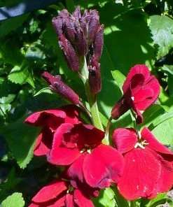 Roots Plants Erysimum 'Wallflower Winter Passion' Perennials 7 Roots Plants Erysimum 'Wallflower Winter Passion' Perennials