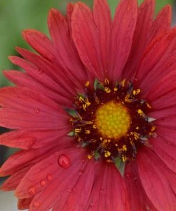 Roots Plants Gaillardia 'Mesa Red'
