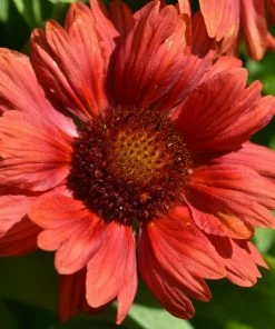 Roots Plants Gaillardia 'Mesa Red'