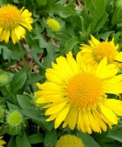 Roots Plants Perennials Gaillardia 'Mesa Yellow'