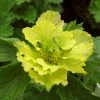 Roots Plants Geum 'Banana Daquiri'