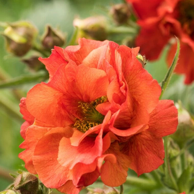 Roots Plants Geum 'Scarlet Tempest' 4 Roots Plants Geum 'Scarlet Tempest'