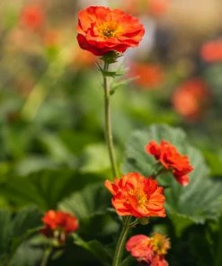 Roots Plants Geum 'Scarlet Tempest' 8 Roots Plants Geum 'Scarlet Tempest'