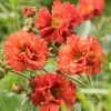 Roots Plants Geum 'Scarlet Tempest'