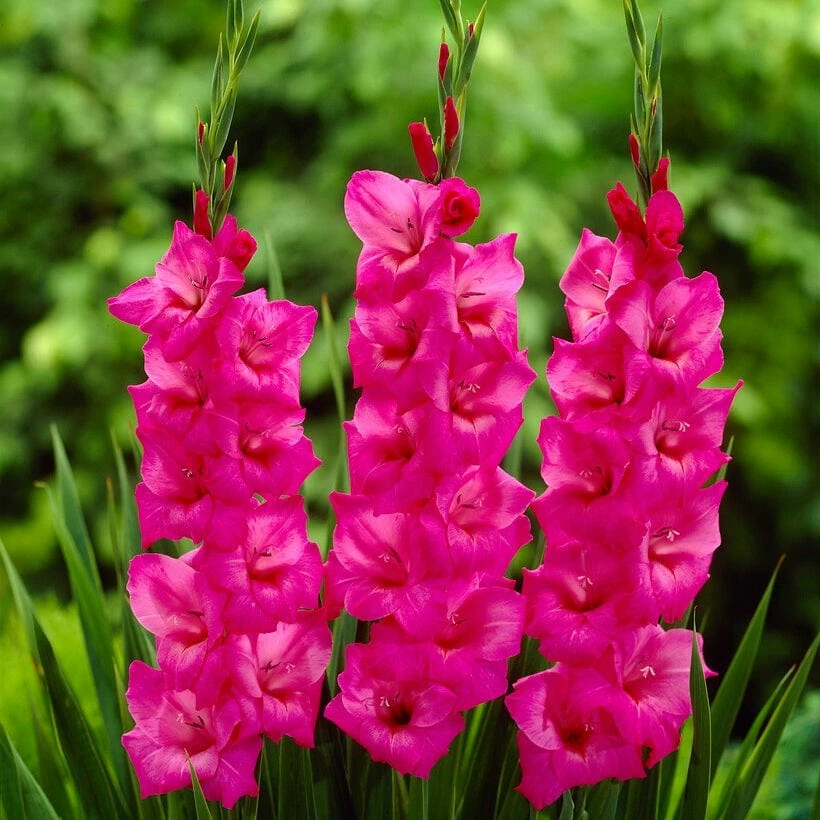 Roots Plants Perennials Gladioli 'Fidelio' 3 Roots Plants Perennials Gladioli 'Fidelio'