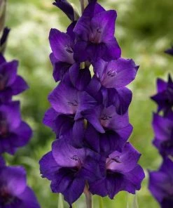 Roots Plants Gladioli 'Purple Flora' Perennials