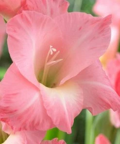 Roots Plants Gladioli 'Rose Supreme' Perennials