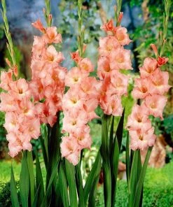 Roots Plants Gladioli 'Rose Supreme' Perennials