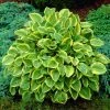 Roots Plants Hosta 'Gold Tiara'