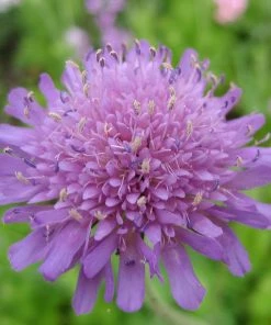 Roots Plants Perennials Knautia 'Melton Pastels'